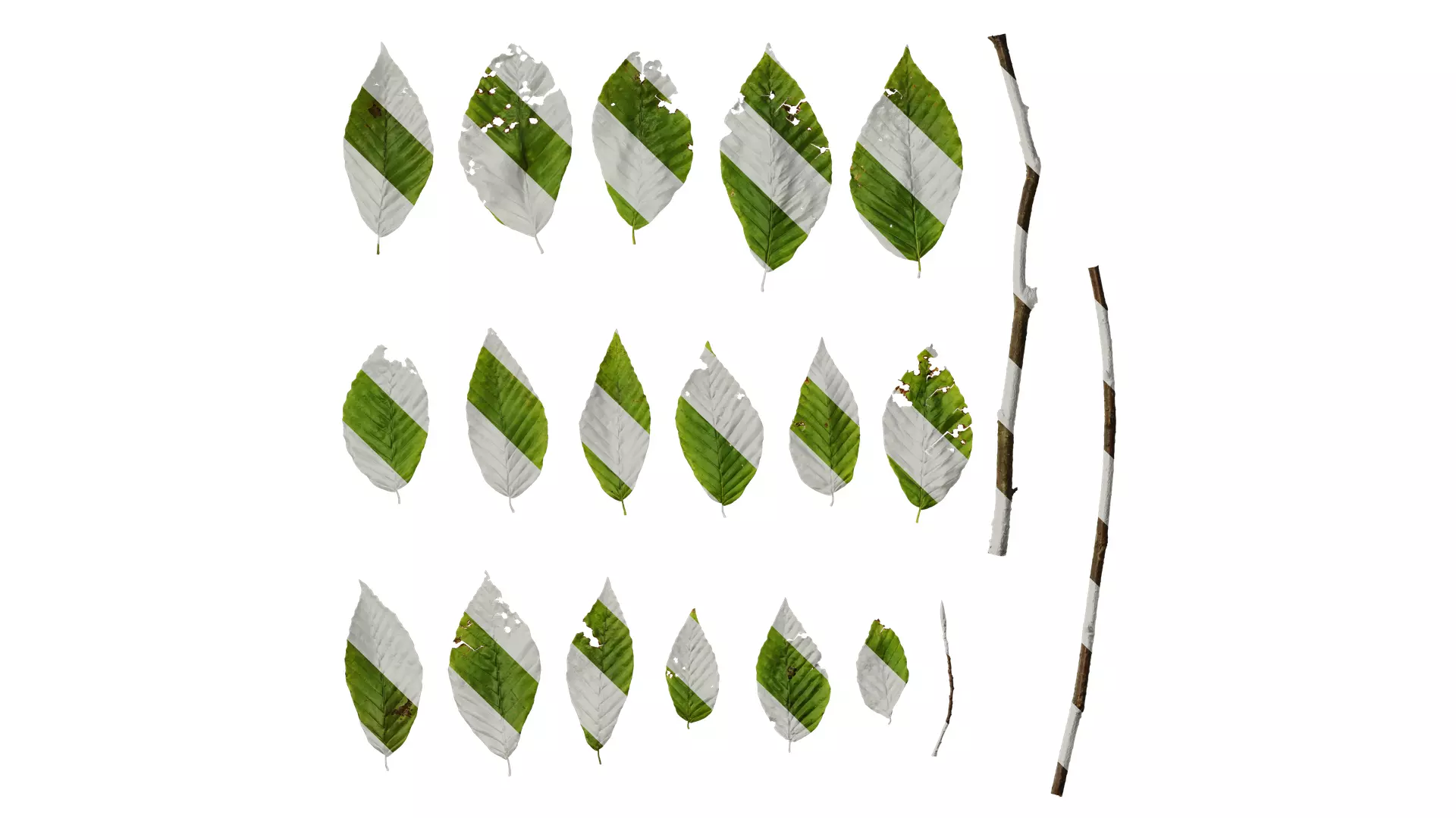 Anydrafts Fagus engleriana Leaf 02 Texture_0