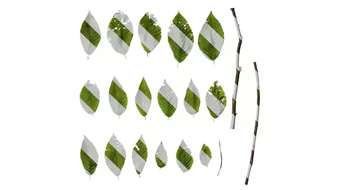 Anydrafts Fagus engleriana Leaf 02