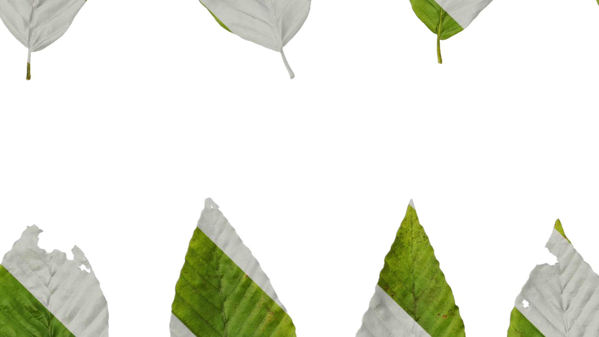 Anydrafts Fagus engleriana Leaf 02 Texture_3