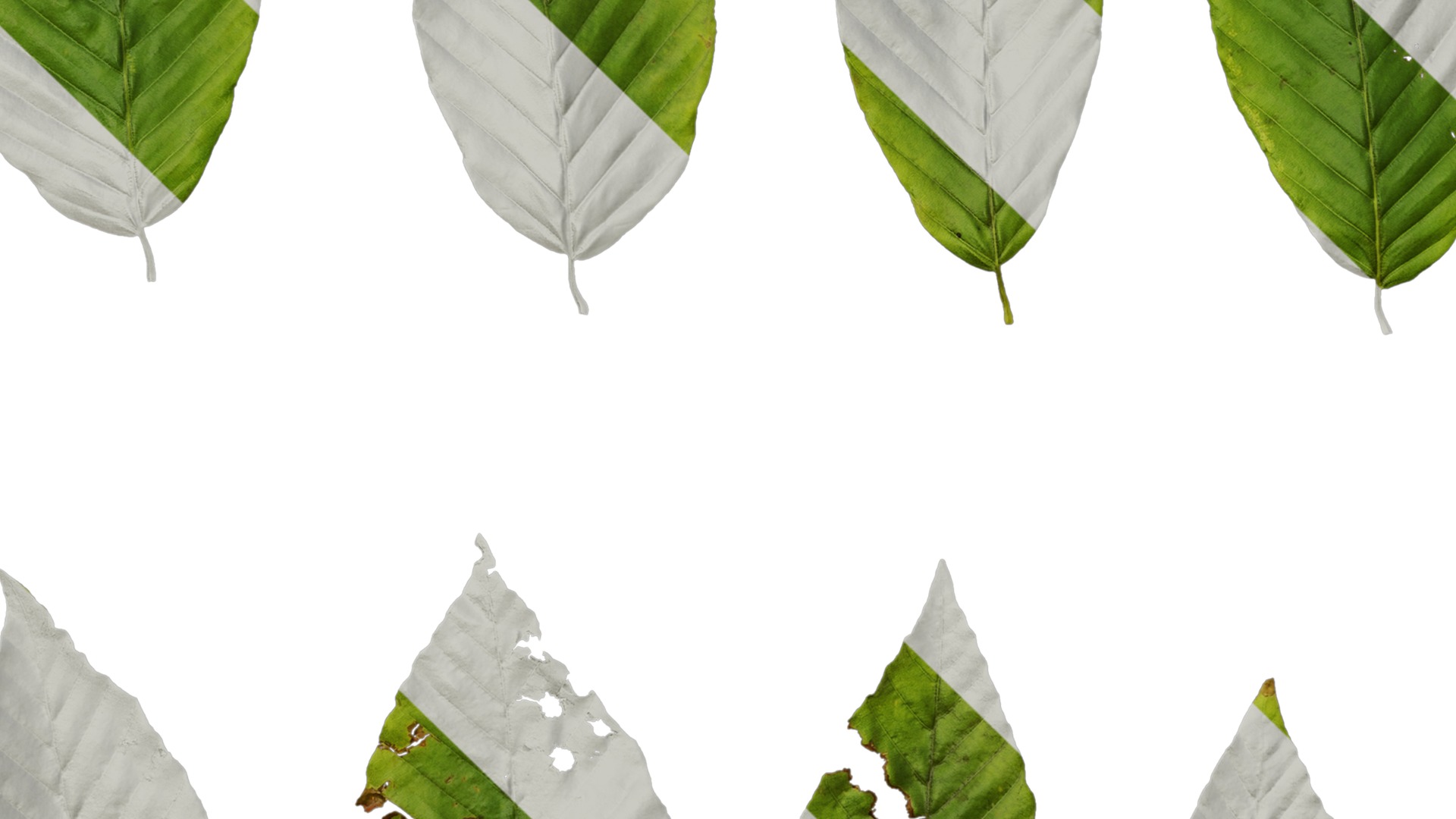 Anydrafts Fagus engleriana Leaf 02 Texture_5