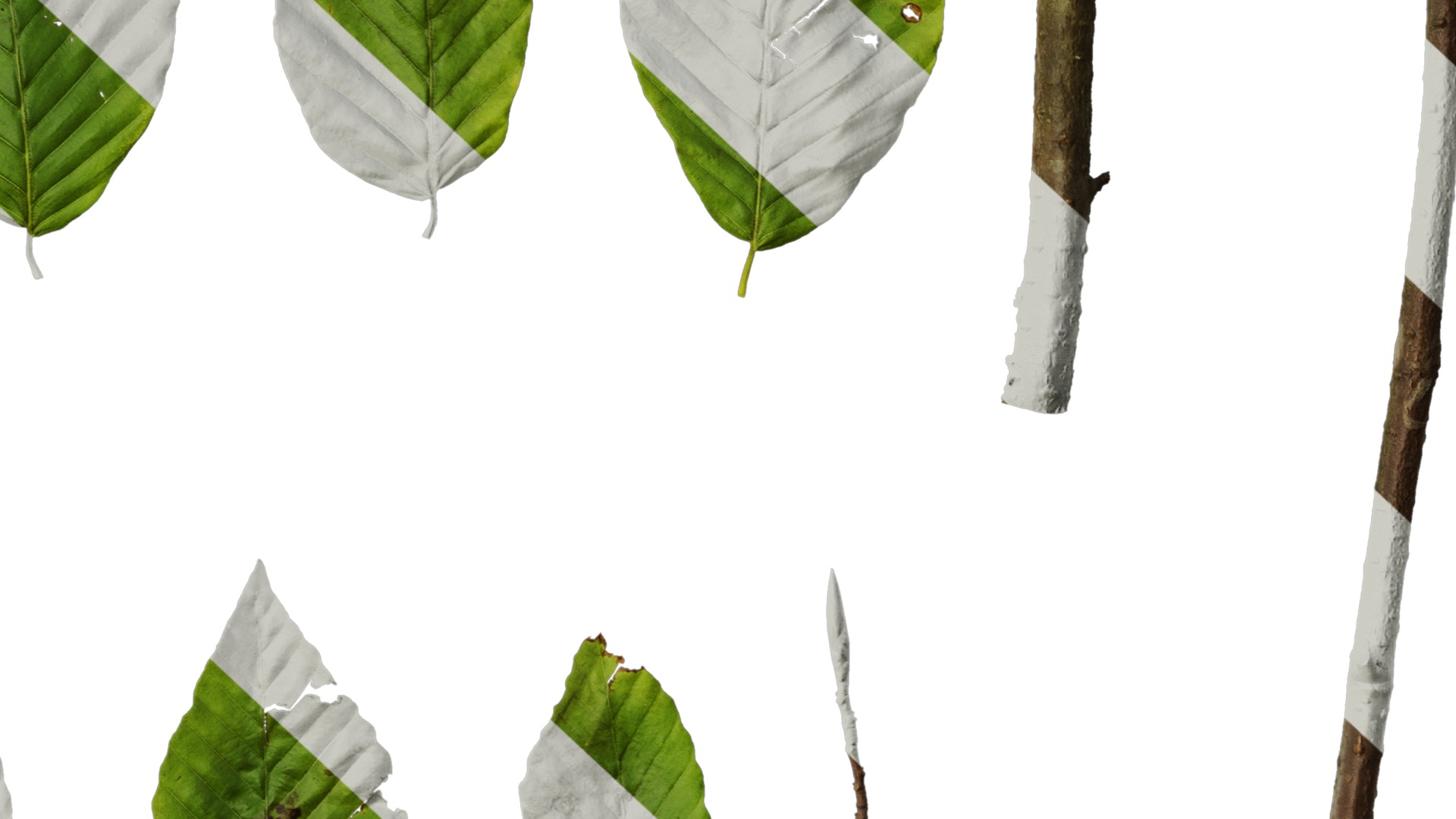 Anydrafts Fagus engleriana Leaf 02 Texture_6