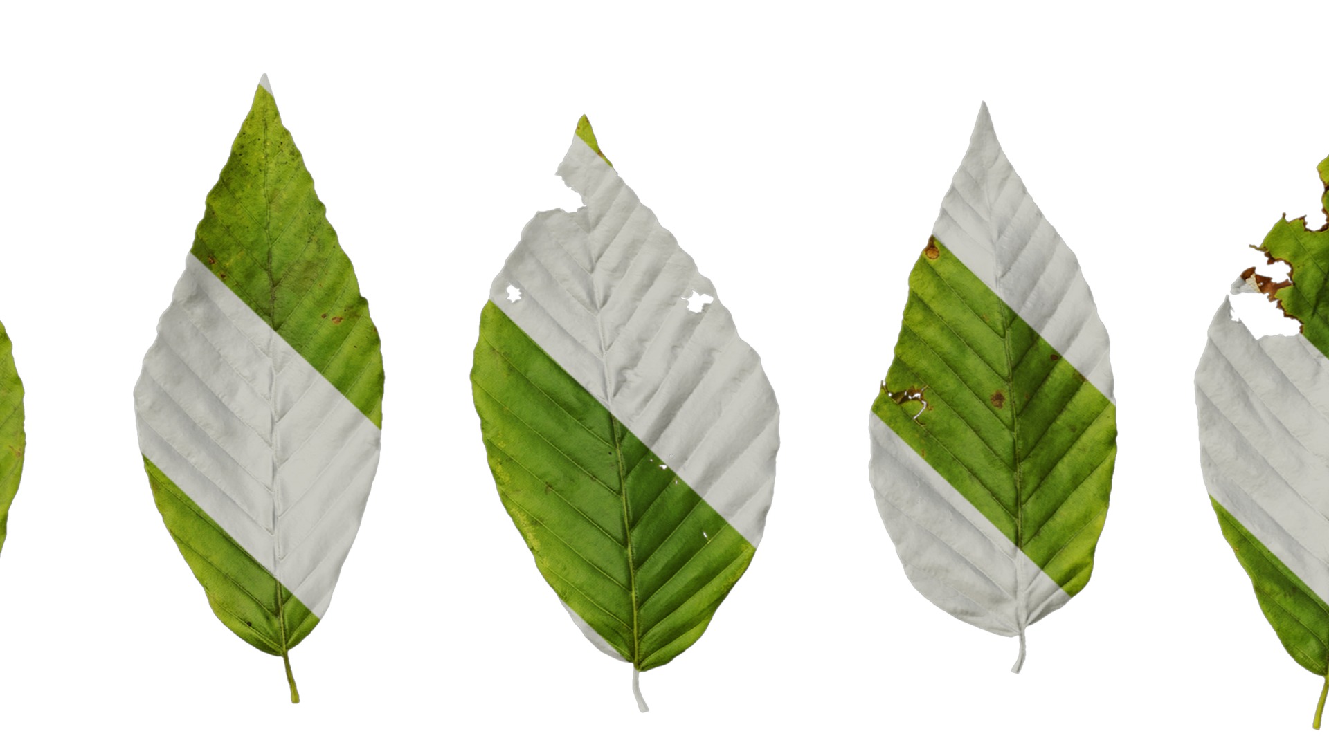 Anydrafts Fagus engleriana Leaf 02 Texture_7