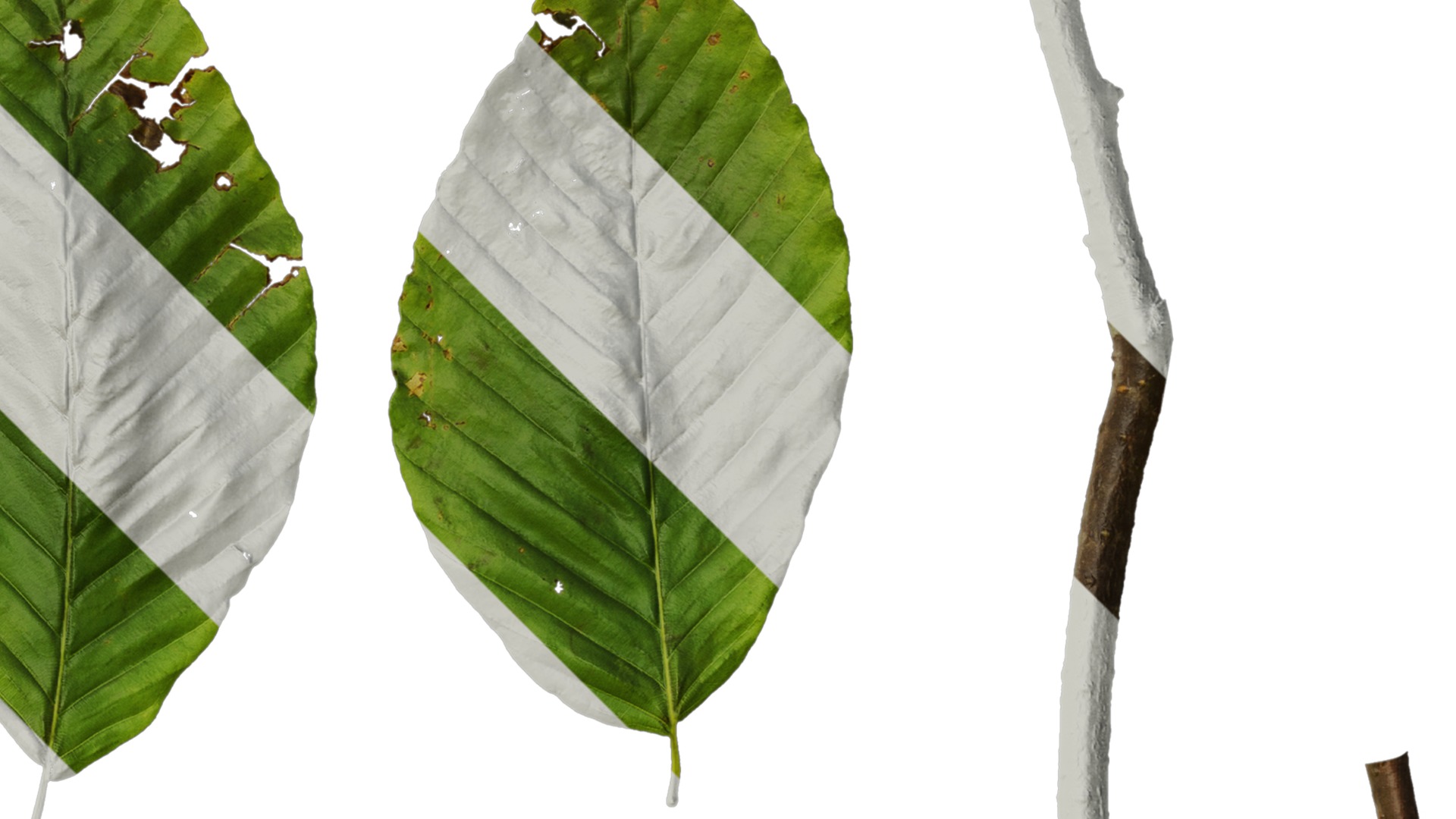 Anydrafts Fagus engleriana Leaf 02 Texture_2