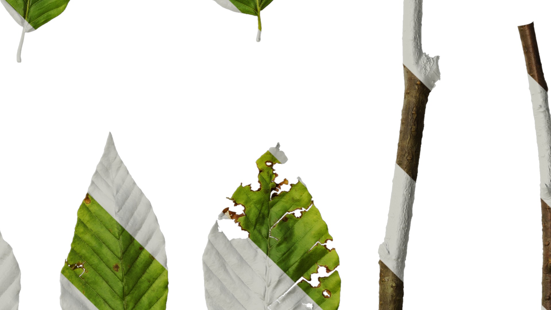 Anydrafts Fagus engleriana Leaf 02 Texture_4