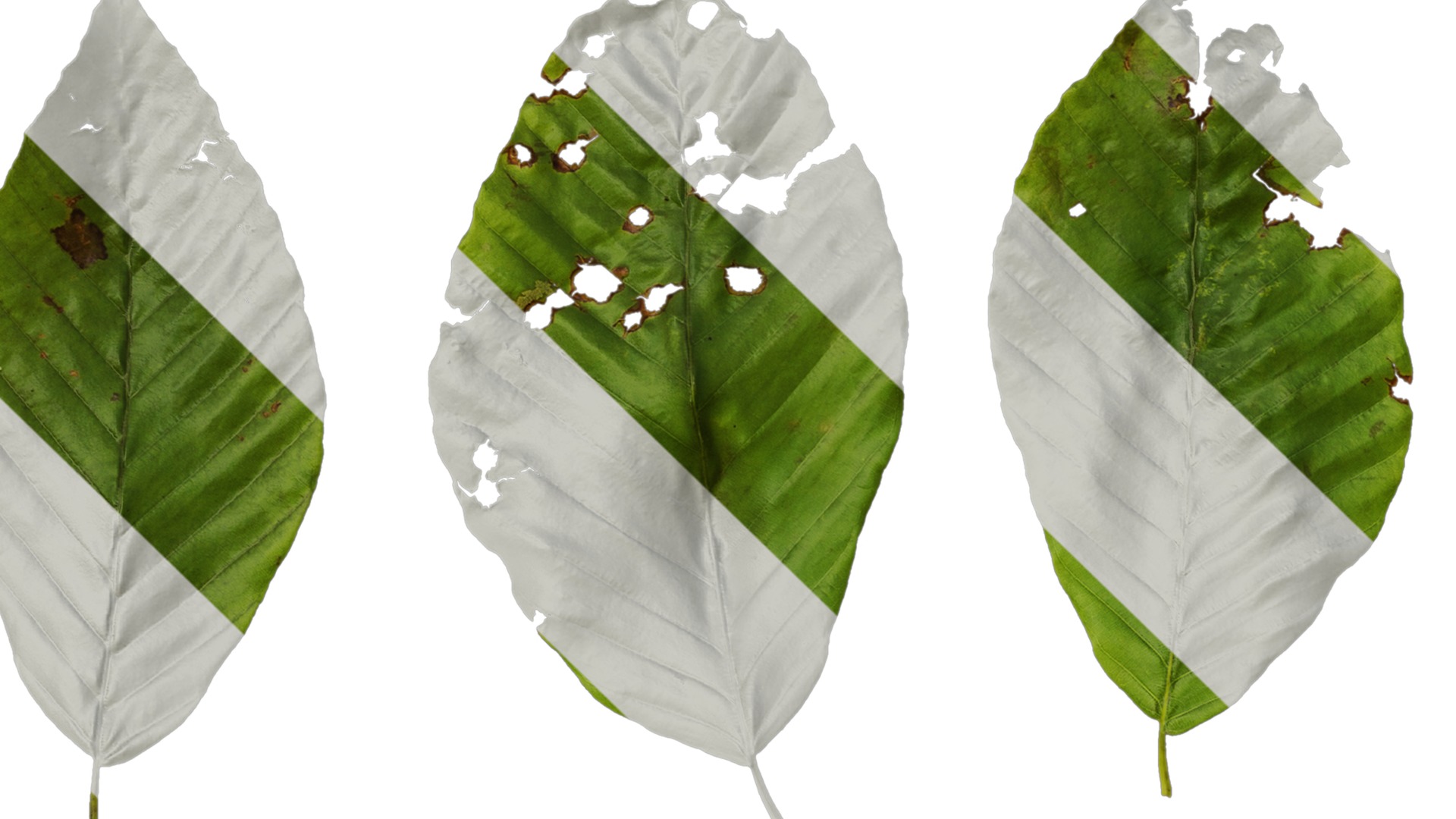 Anydrafts Fagus engleriana Leaf 02 Texture_1