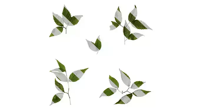 Anydrafts Fagus longipetiolata Atlas 01