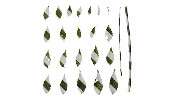 Anydrafts Fagus longipetiolata Leaf 01