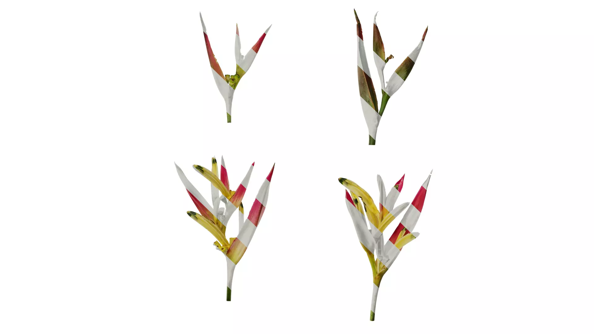 Anydrafts Heliconia metallica Flower 01 Texture_0