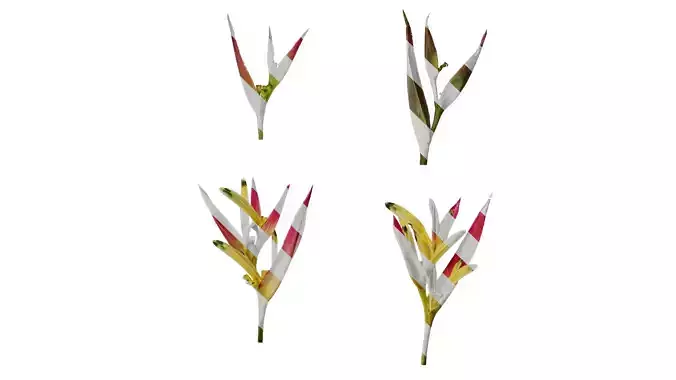 Anydrafts Heliconia metallica Flower 01