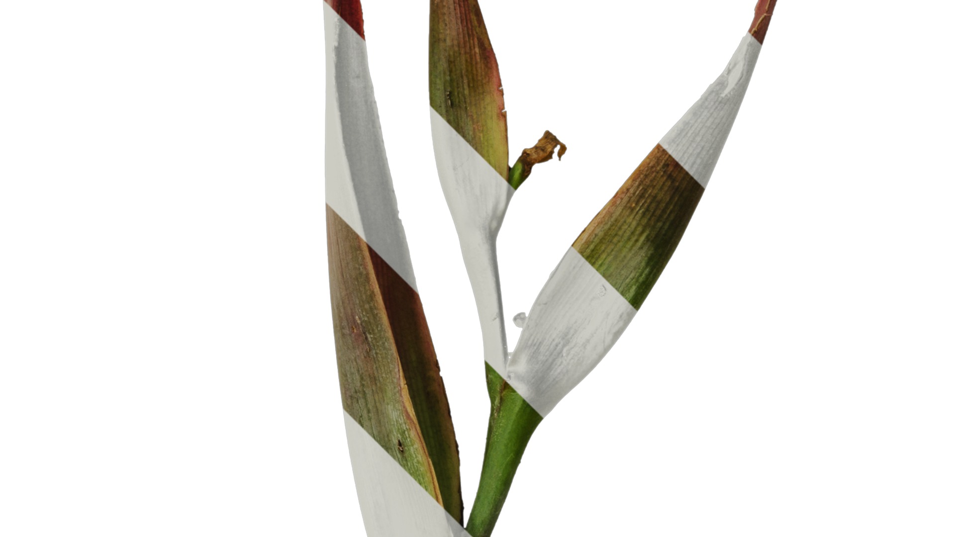 Anydrafts Heliconia metallica Flower 01 Texture_2