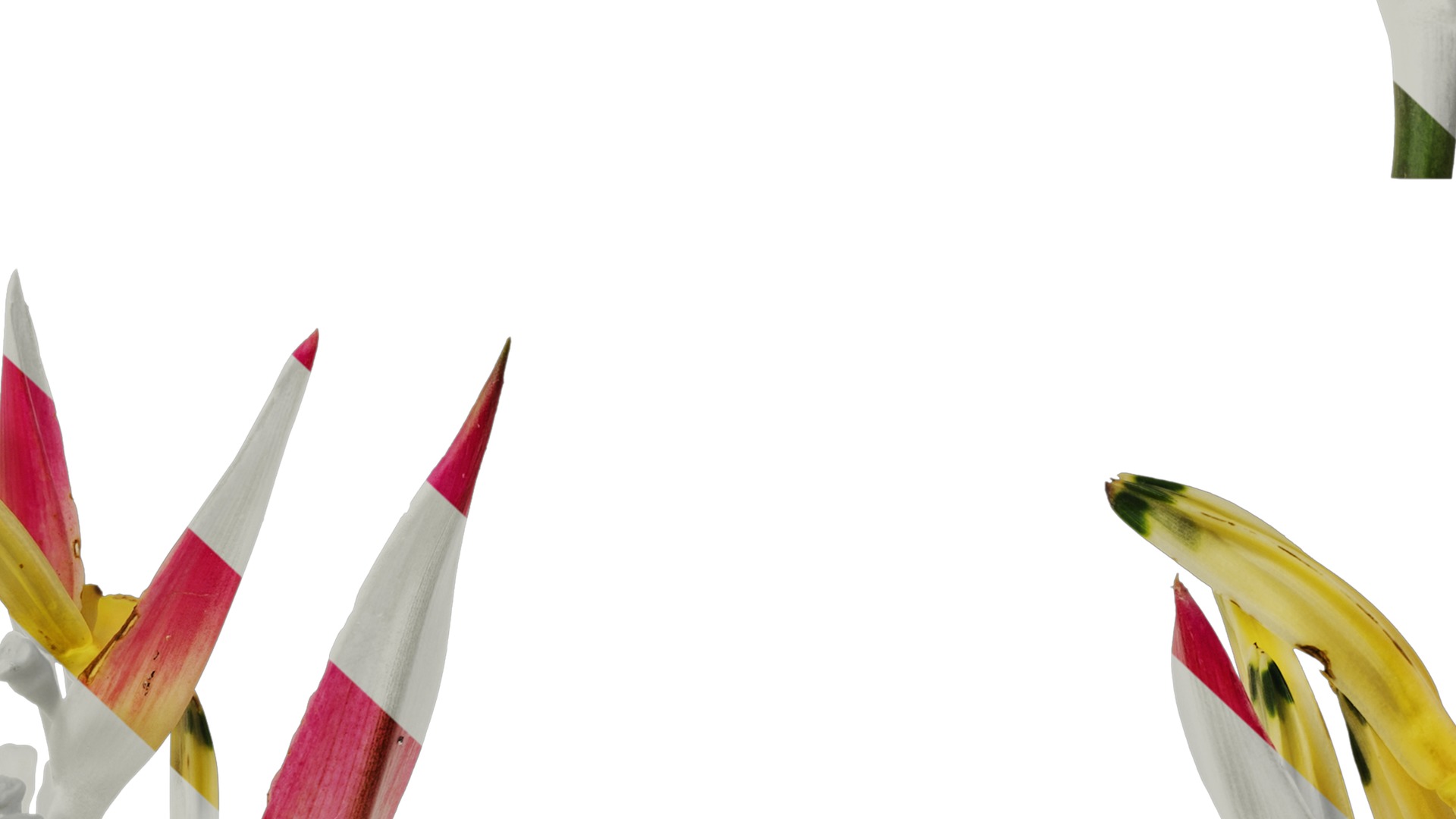 Anydrafts Heliconia metallica Flower 01 Texture_7