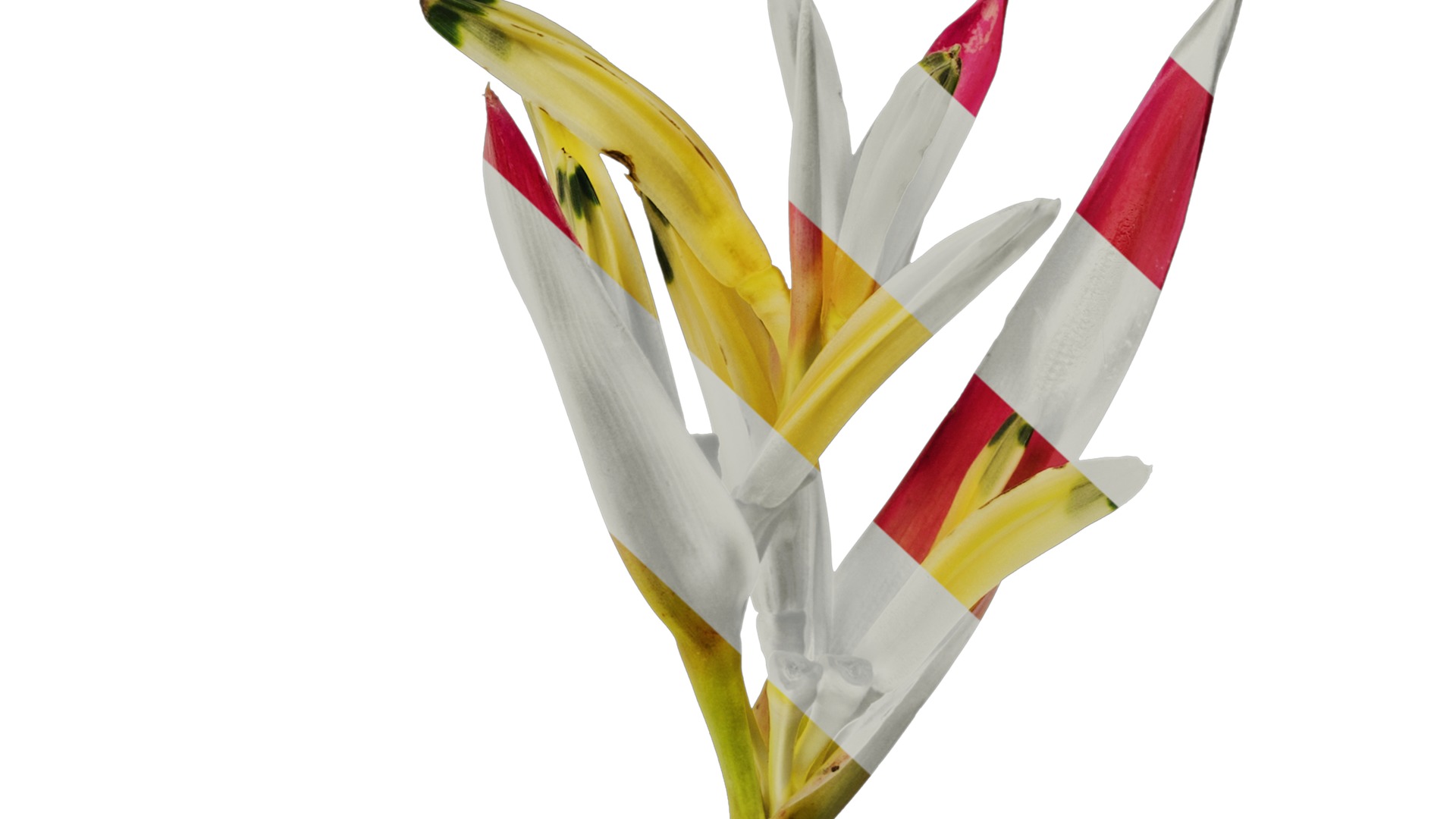 Anydrafts Heliconia metallica Flower 01 Texture_6