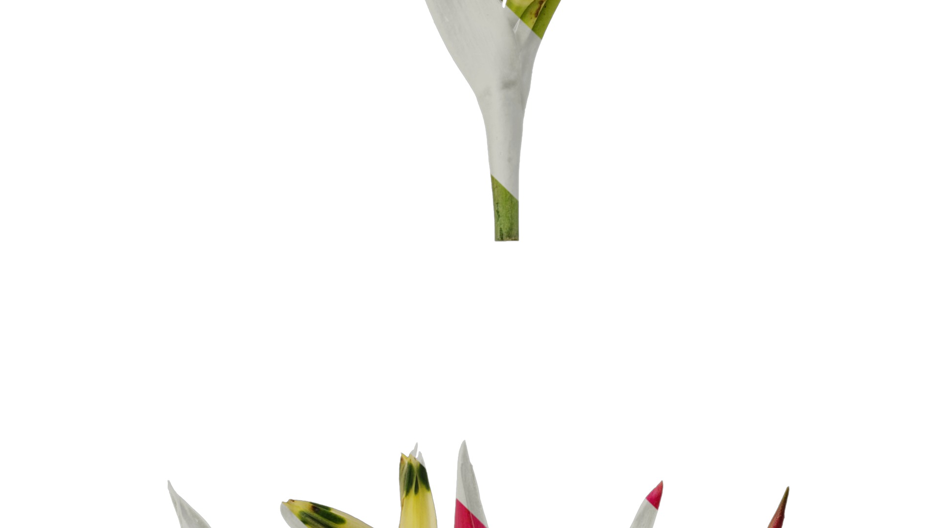 Anydrafts Heliconia metallica Flower 01 Texture_3