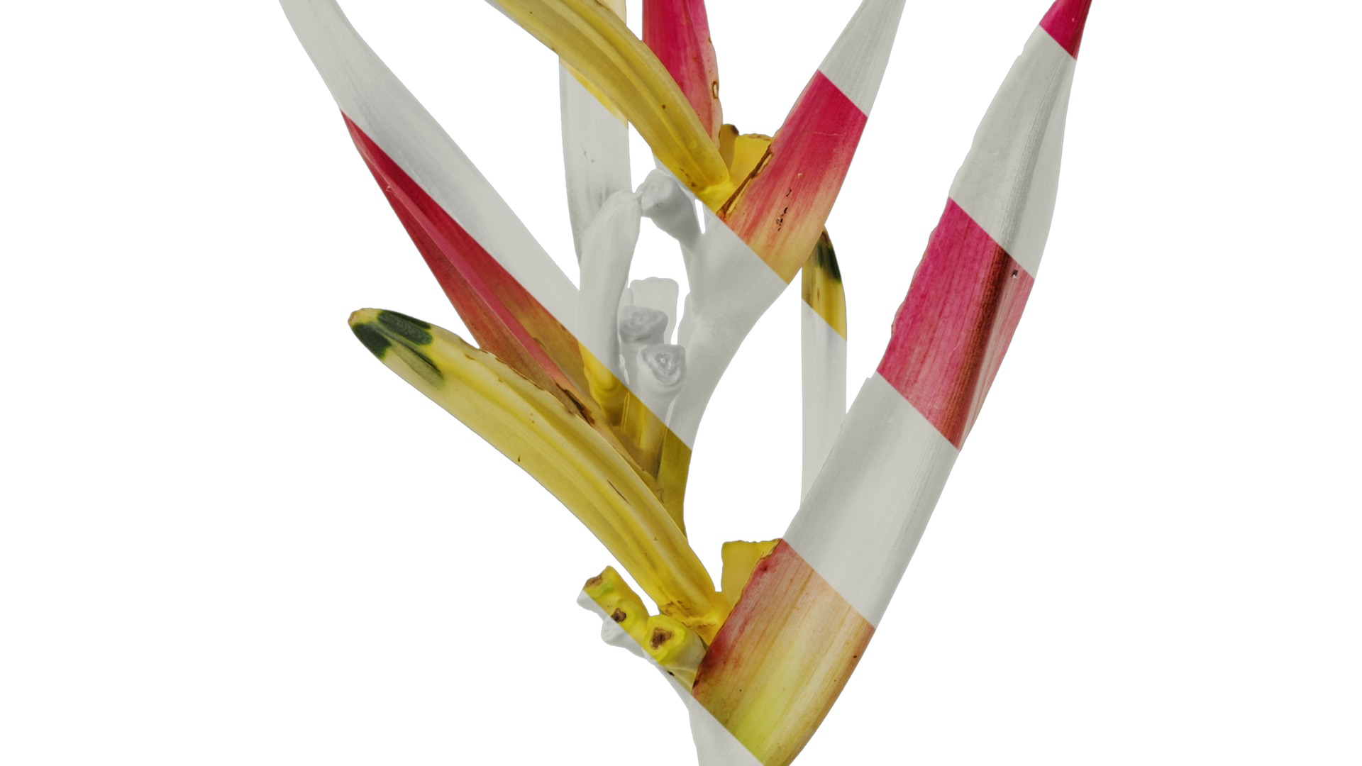 Anydrafts Heliconia metallica Flower 01 Texture_5