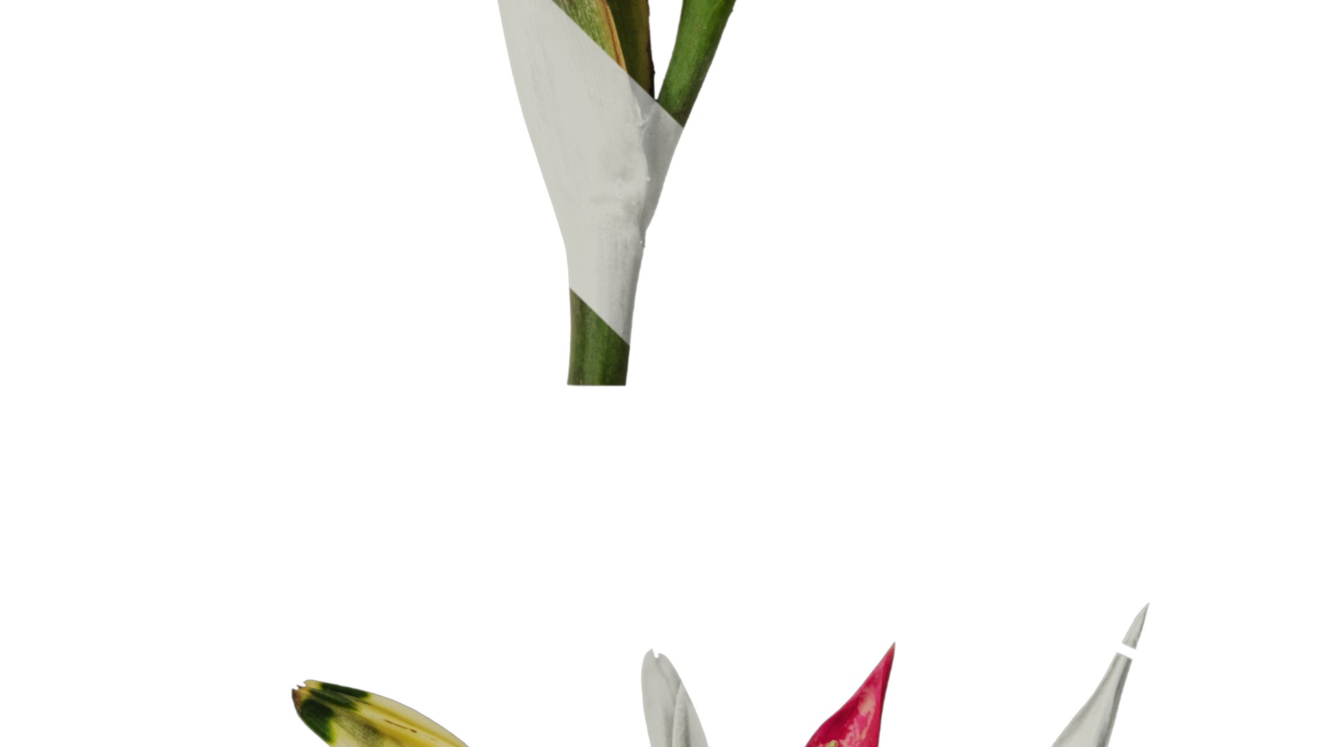 Anydrafts Heliconia metallica Flower 01 Texture_4