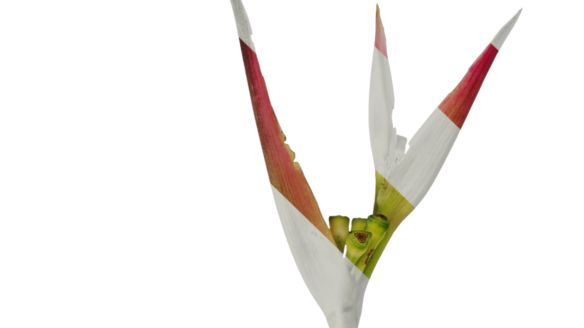 Anydrafts Heliconia metallica Flower 01 Texture_1