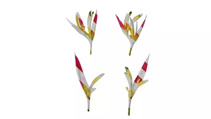 Anydrafts Heliconia metallica Flower 02