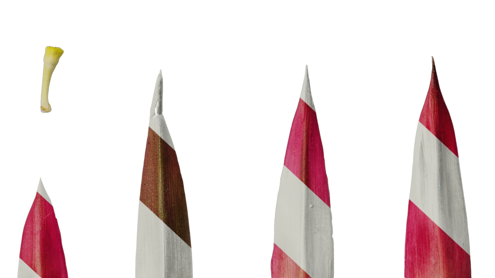 Anydrafts Heliconia metallica Flower 03 Texture_6