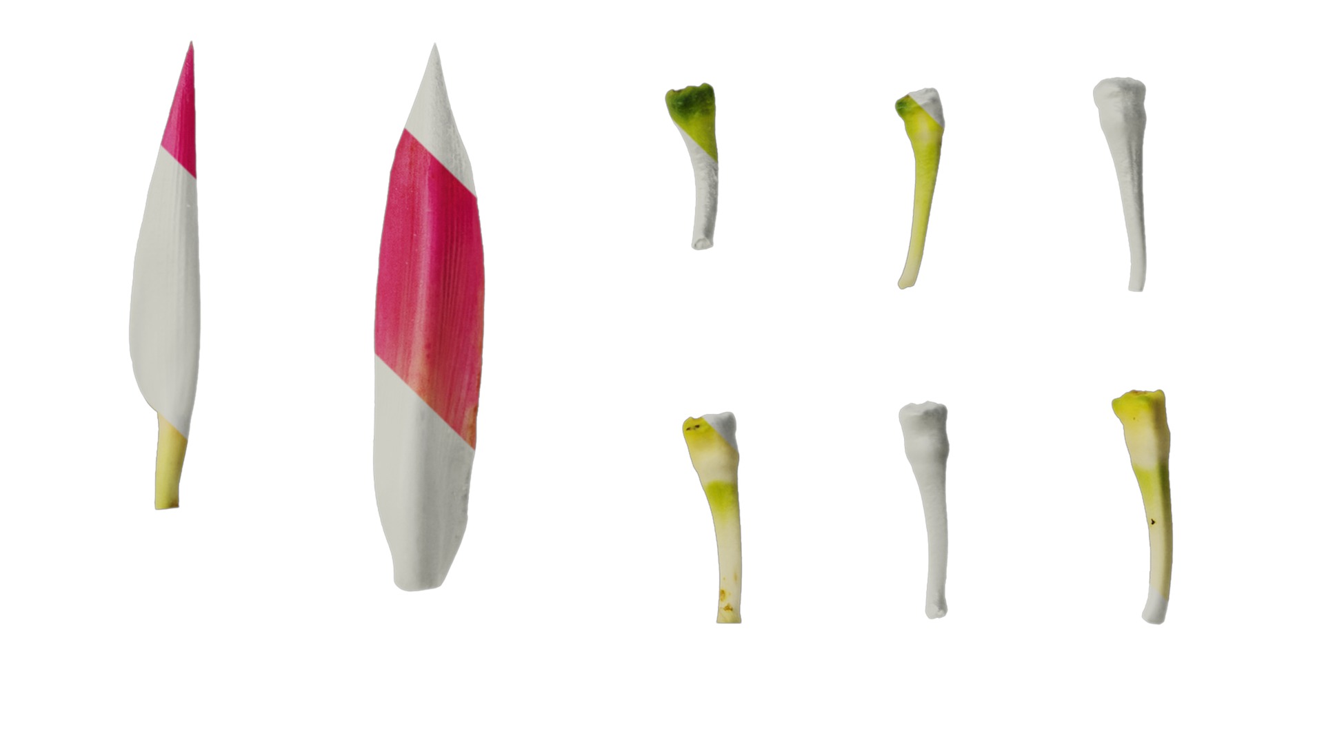 Anydrafts Heliconia metallica Flower 03 Texture_4