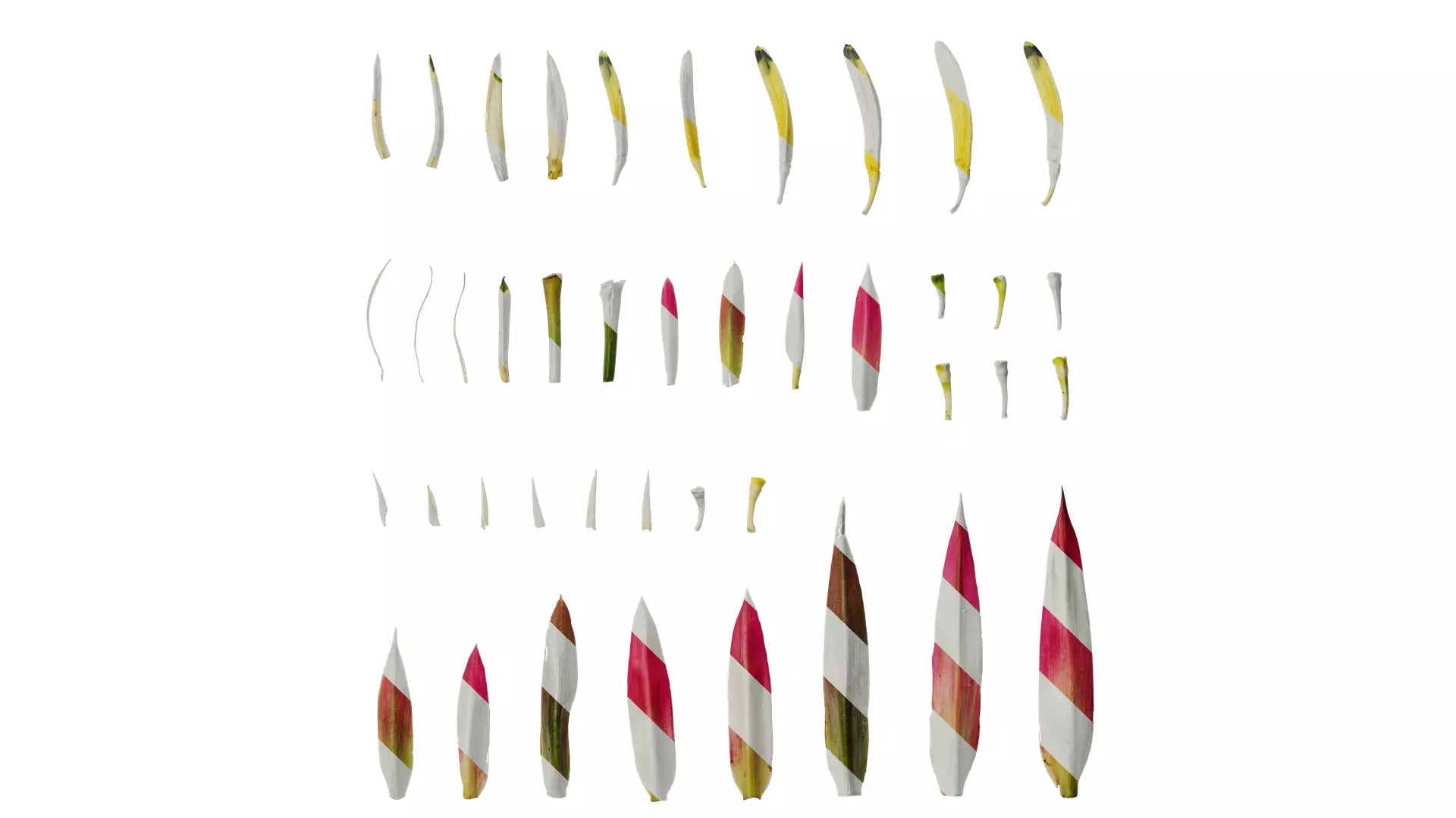 Anydrafts Heliconia metallica Flower 03 Texture_0