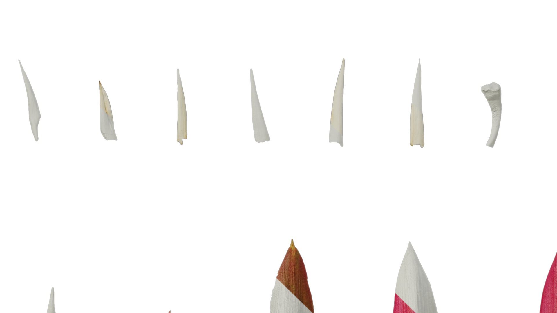 Anydrafts Heliconia metallica Flower 03 Texture_5