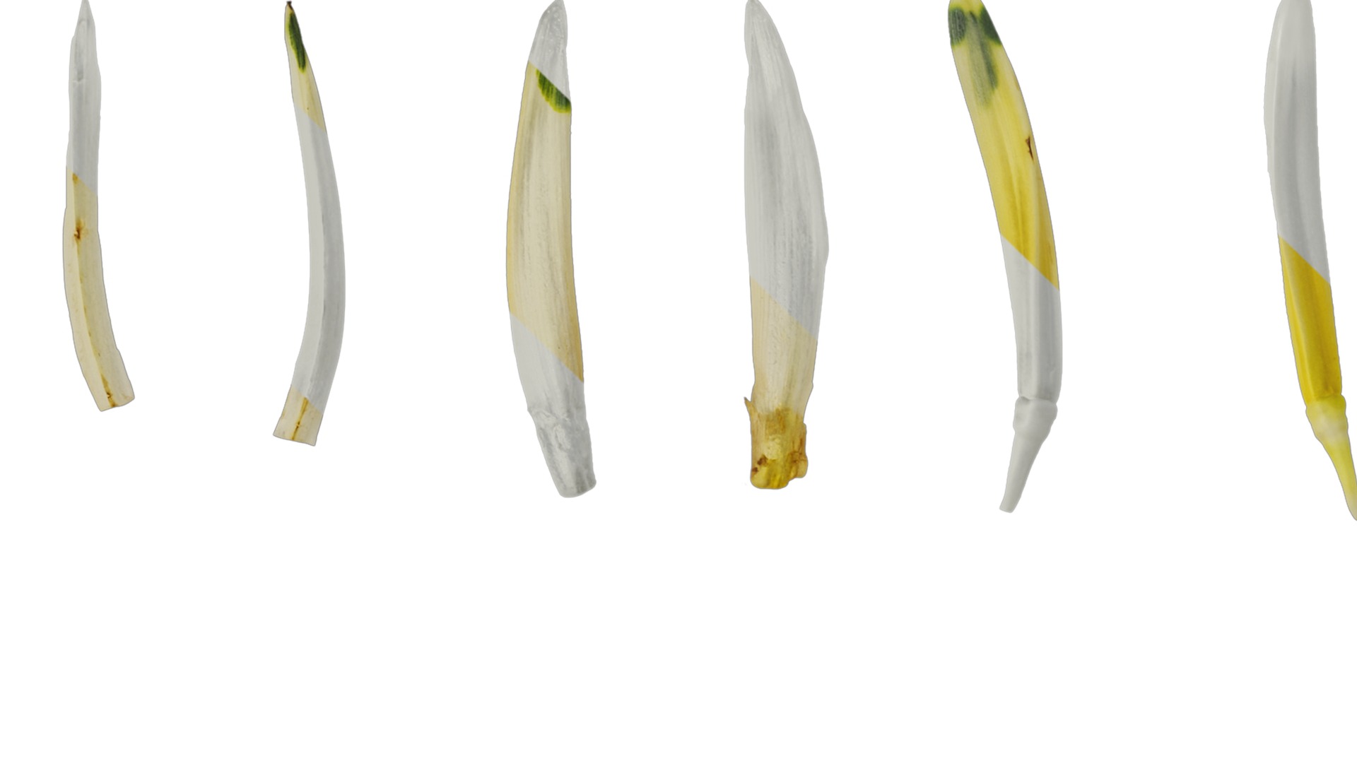 Anydrafts Heliconia metallica Flower 03 Texture_1