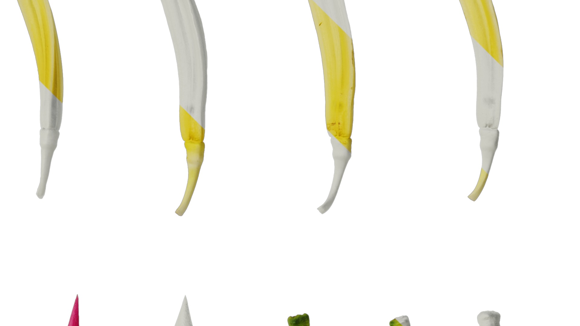 Anydrafts Heliconia metallica Flower 03 Texture_2