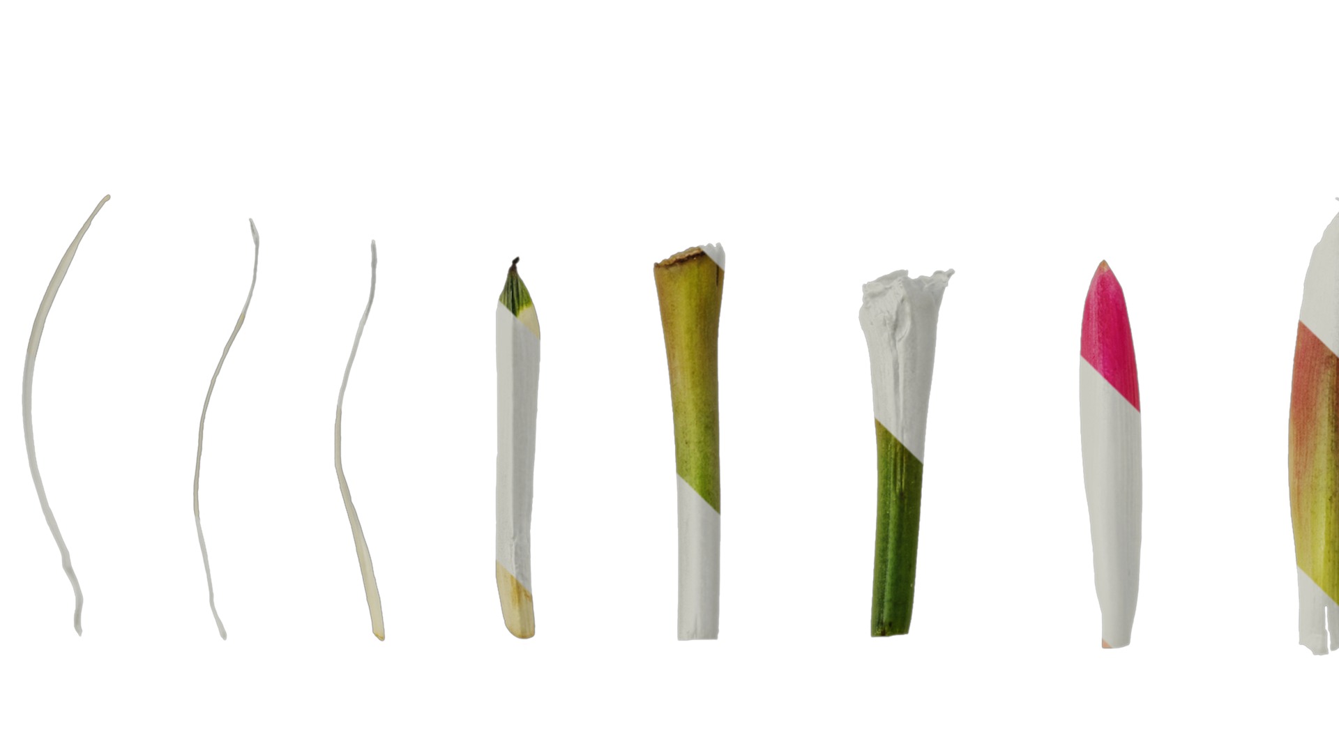 Anydrafts Heliconia metallica Flower 03 Texture_3