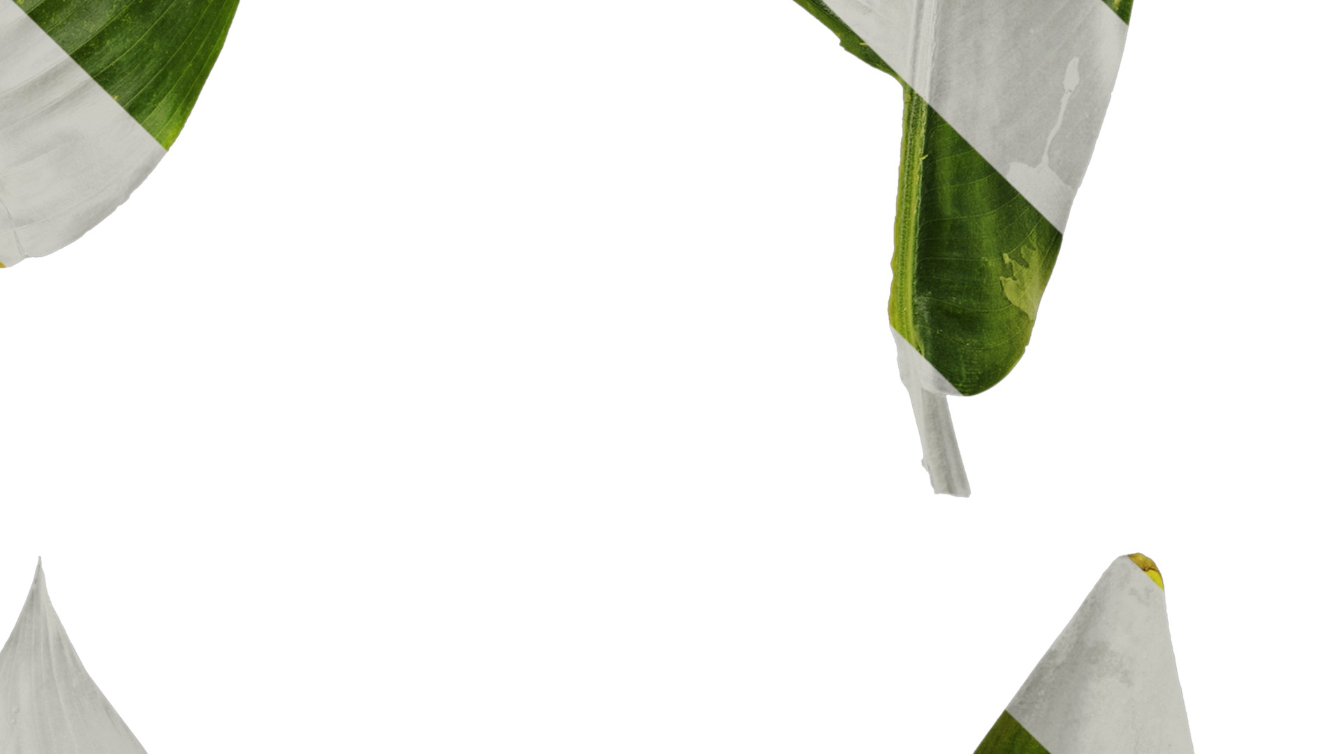 Anydrafts Heliconia metallica Leaf 01 Texture_4