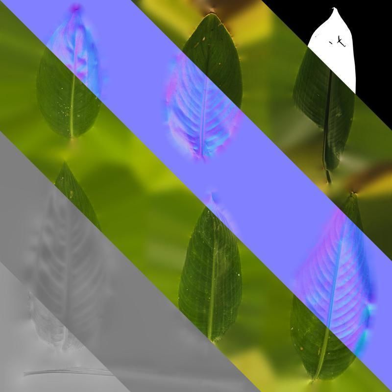 Anydrafts Heliconia metallica Leaf 01 Texture_8