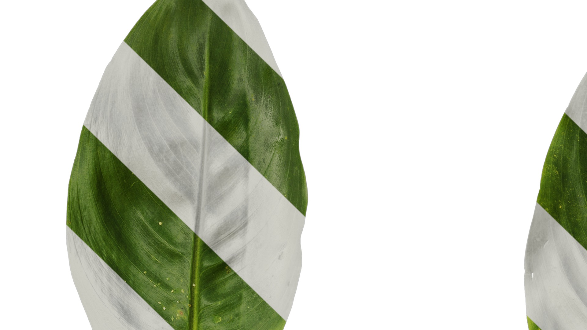 Anydrafts Heliconia metallica Leaf 01 Texture_1