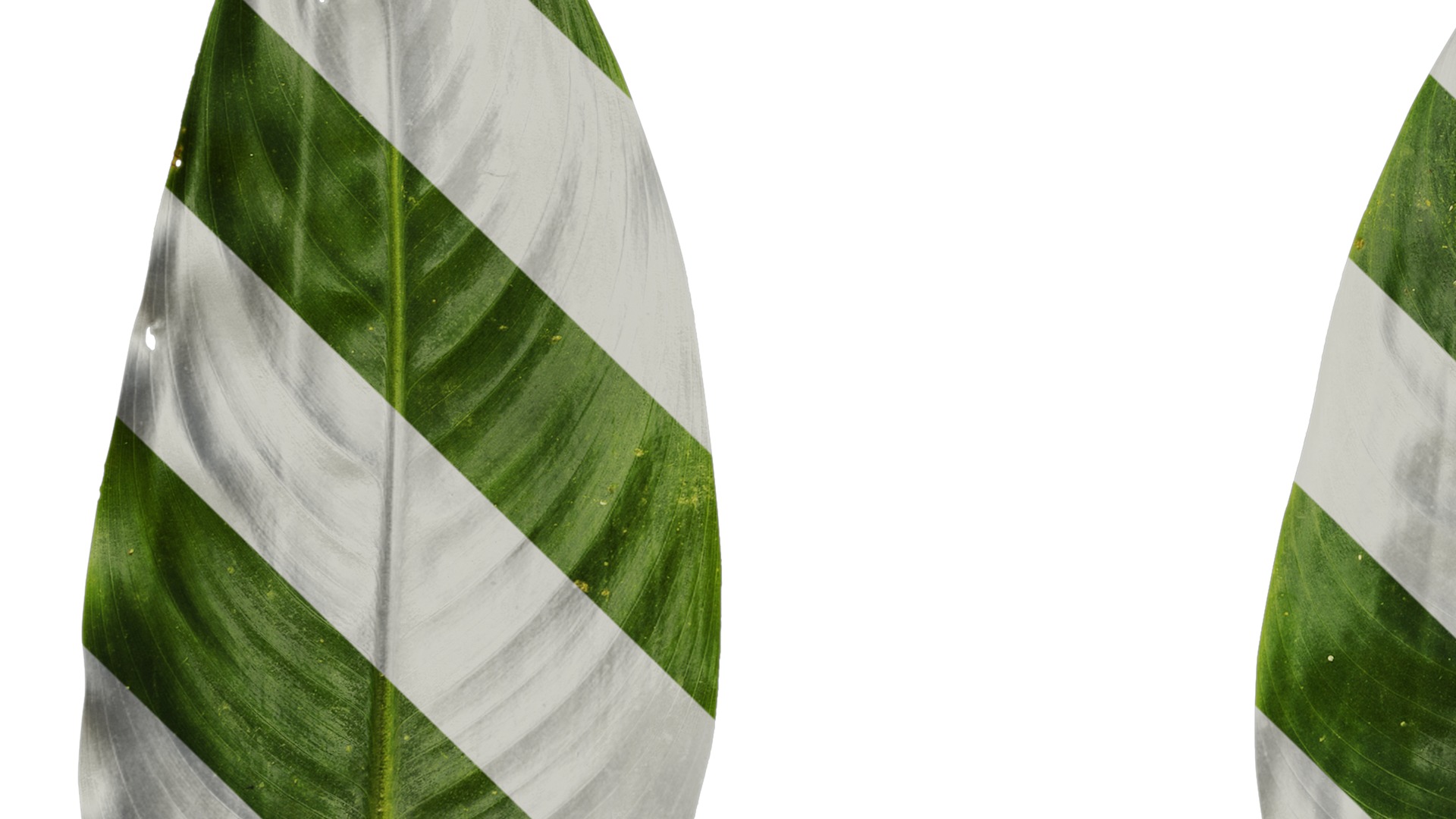 Anydrafts Heliconia metallica Leaf 01 Texture_5