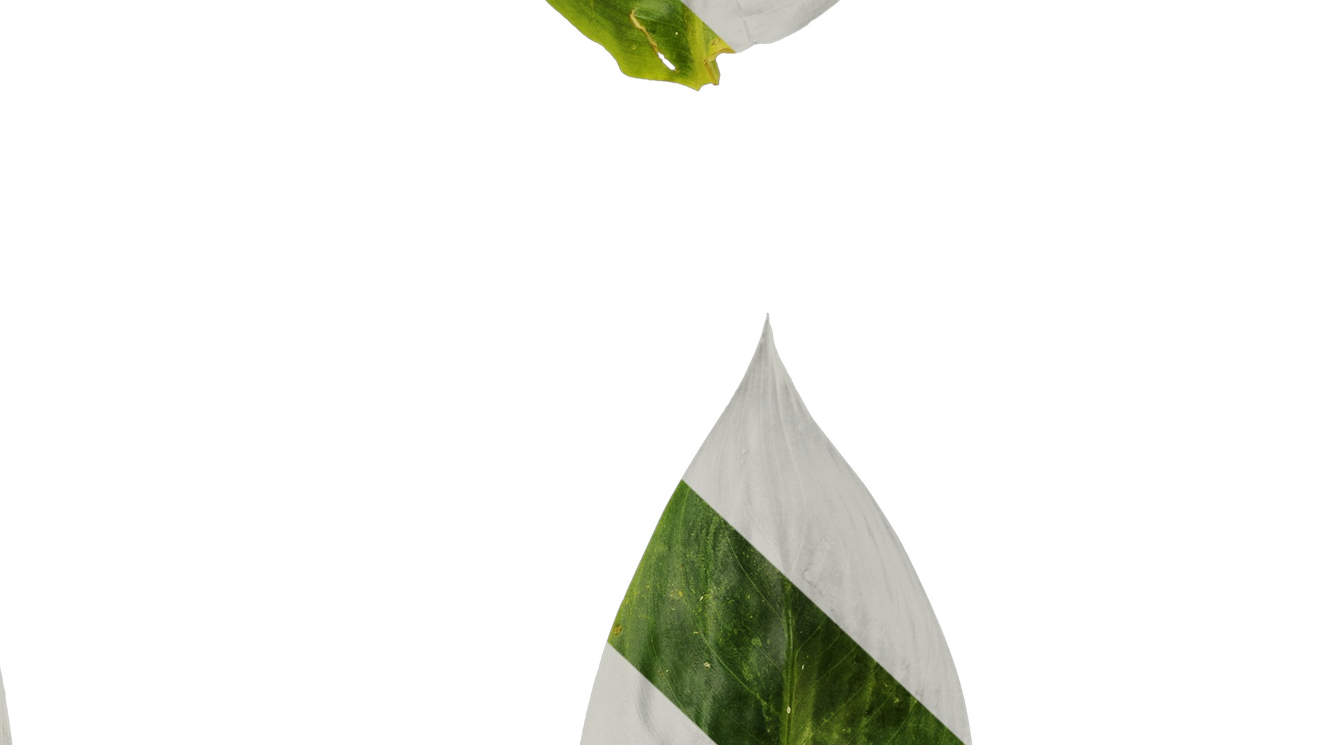 Anydrafts Heliconia metallica Leaf 01 Texture_7