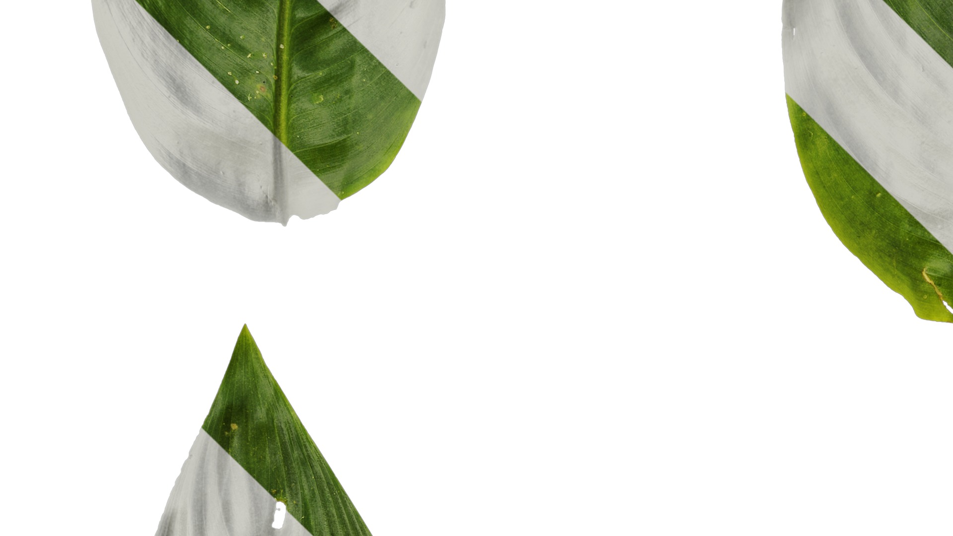 Anydrafts Heliconia metallica Leaf 01 Texture_3