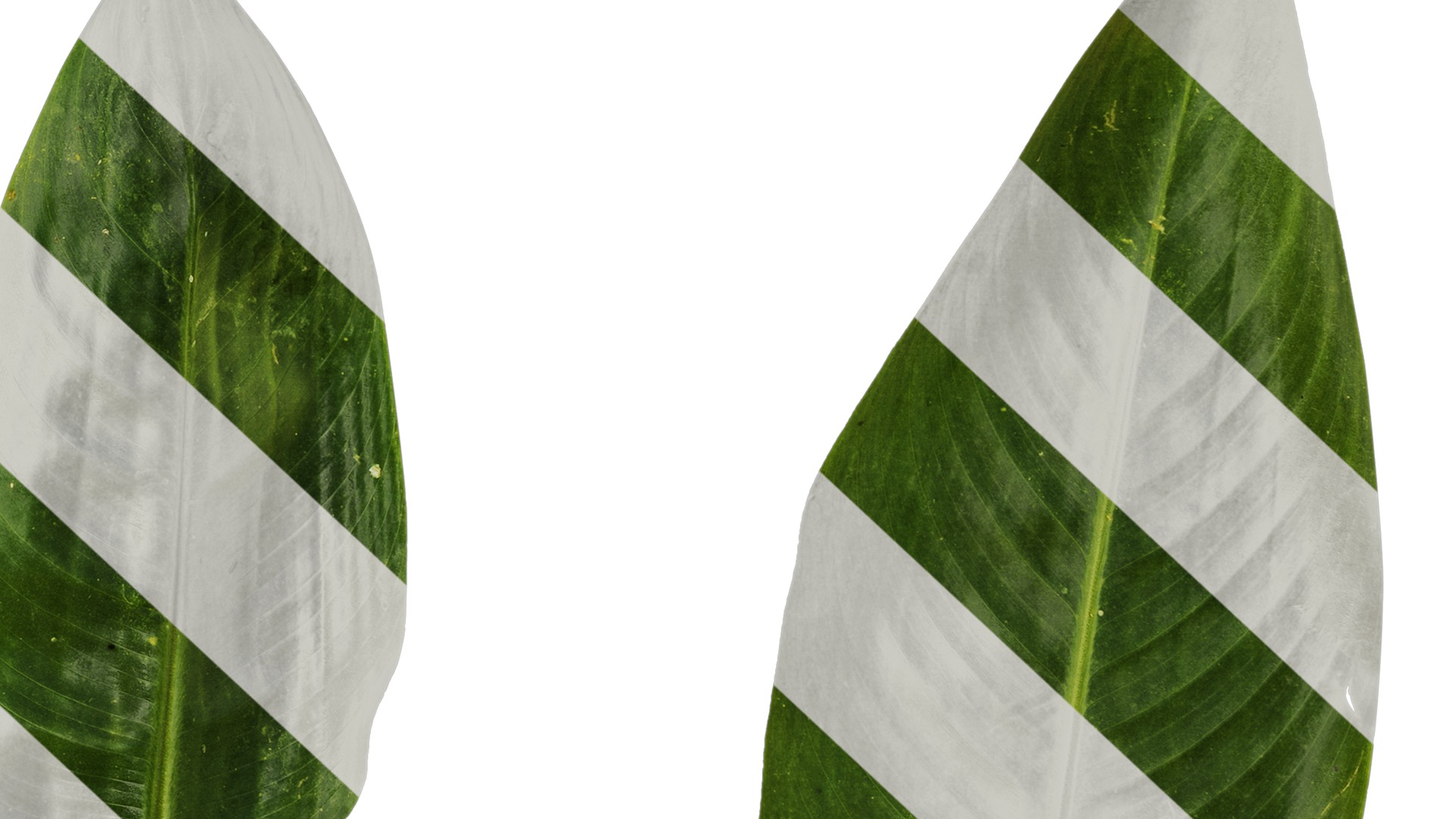 Anydrafts Heliconia metallica Leaf 01 Texture_6