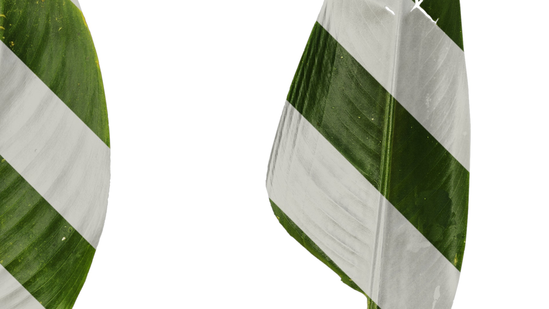 Anydrafts Heliconia metallica Leaf 01 Texture_2