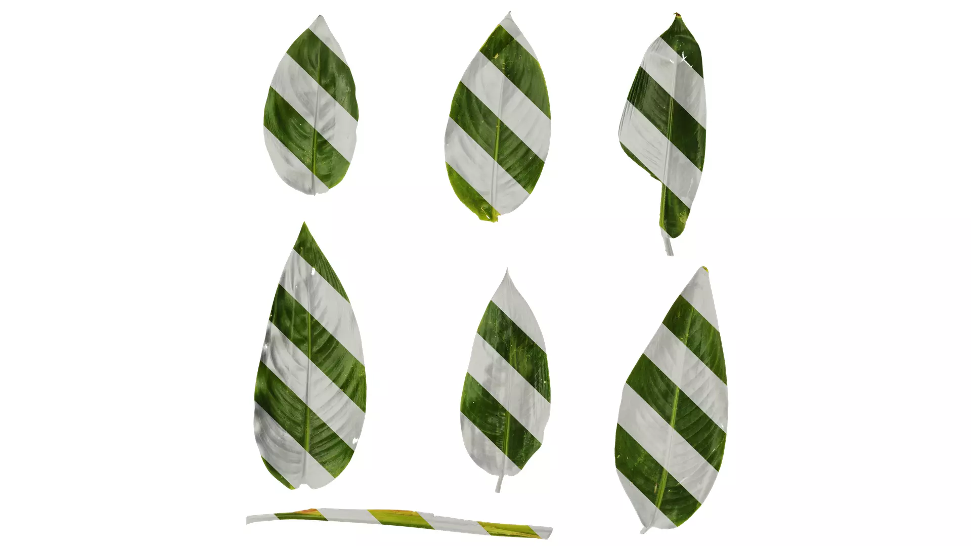 Anydrafts Heliconia metallica Leaf 01 Texture_0