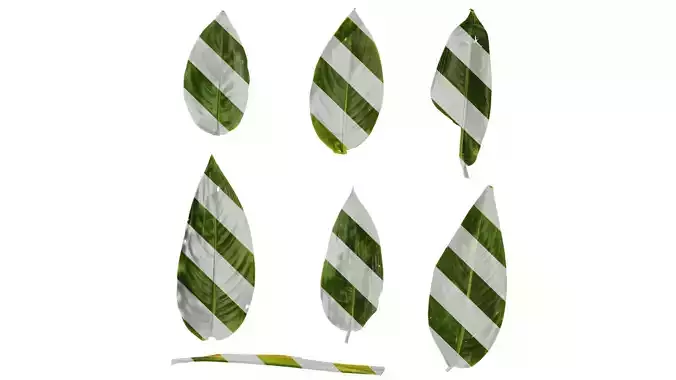 Anydrafts Heliconia metallica Leaf 01