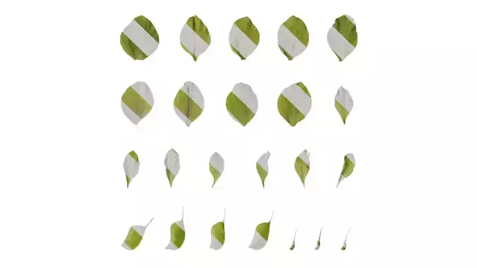 Anydrafts Helleborus thibetanus Flower 01