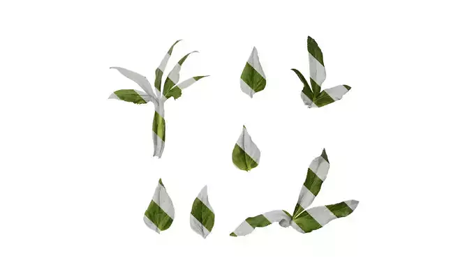 Anydrafts Helleborus thibetanus Leaf 03