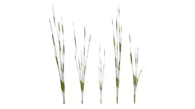 Anydrafts Hemerocallis citrina Atlas 01