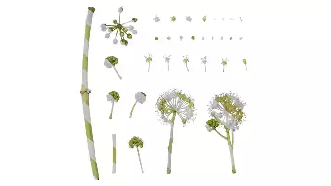 Anydrafts Fatsia japonica Flower 02 Texture