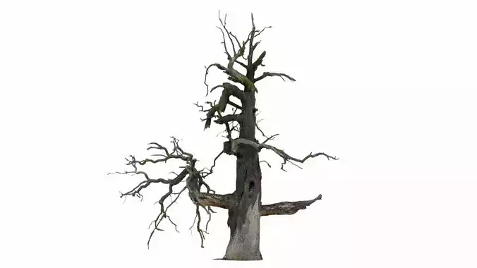 600-year-old dead oak - ENT 05 3D model