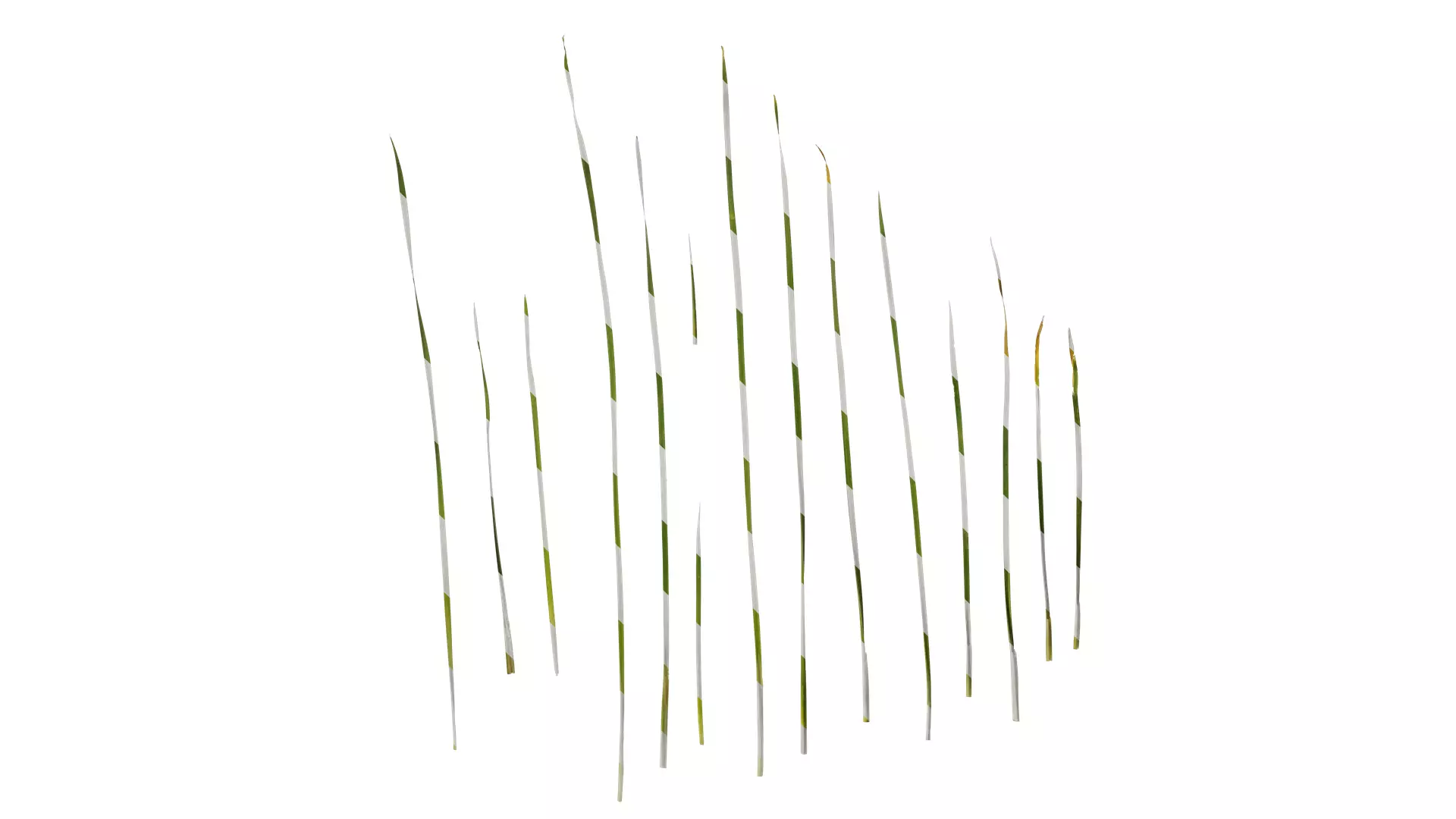 Anydrafts Hemerocallis citrina Leaf 01 Texture