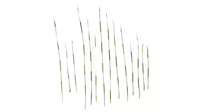 Anydrafts Hemerocallis citrina Leaf 01