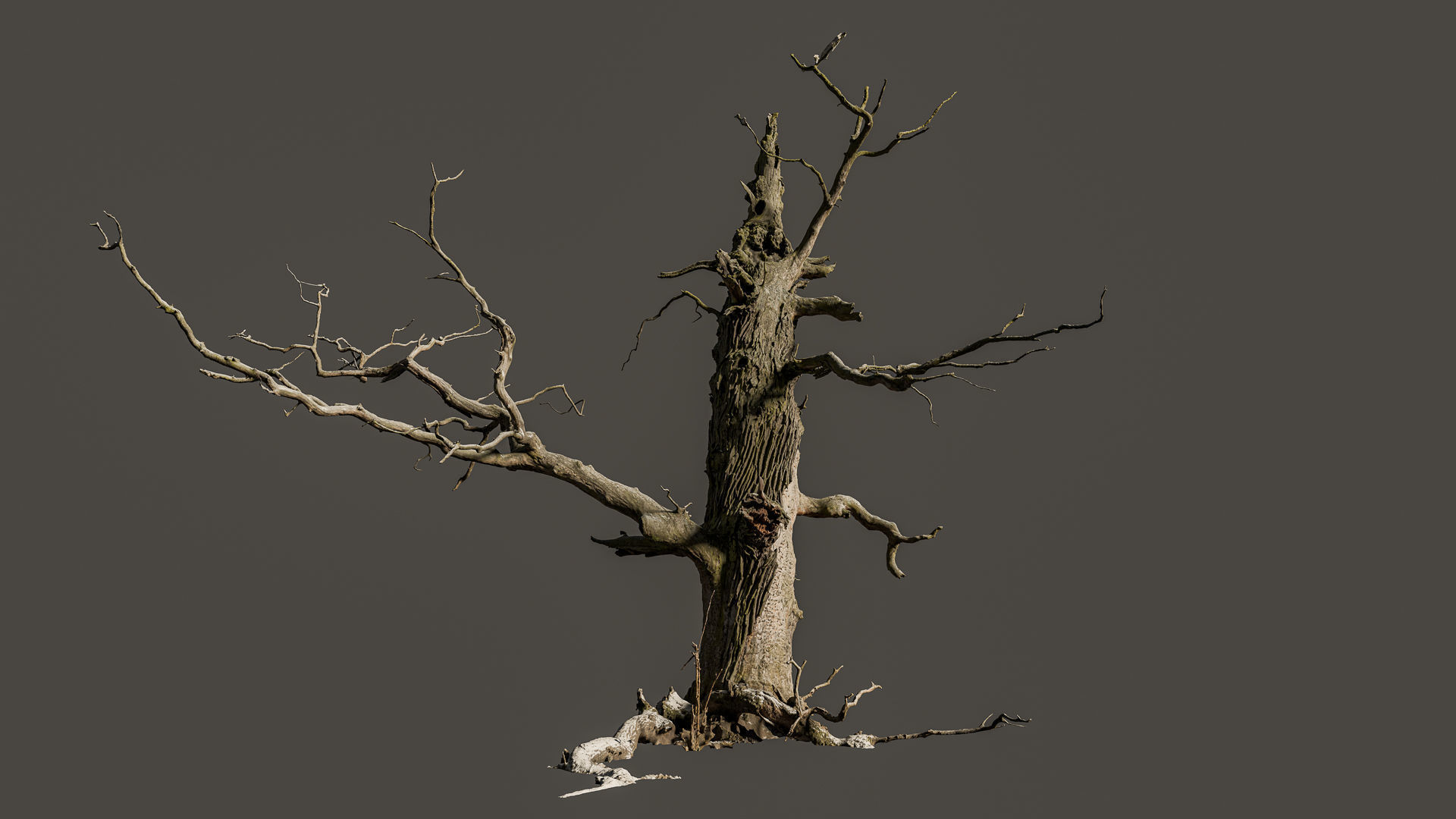 600-year-old dead oak - ENT 06 3D model_3