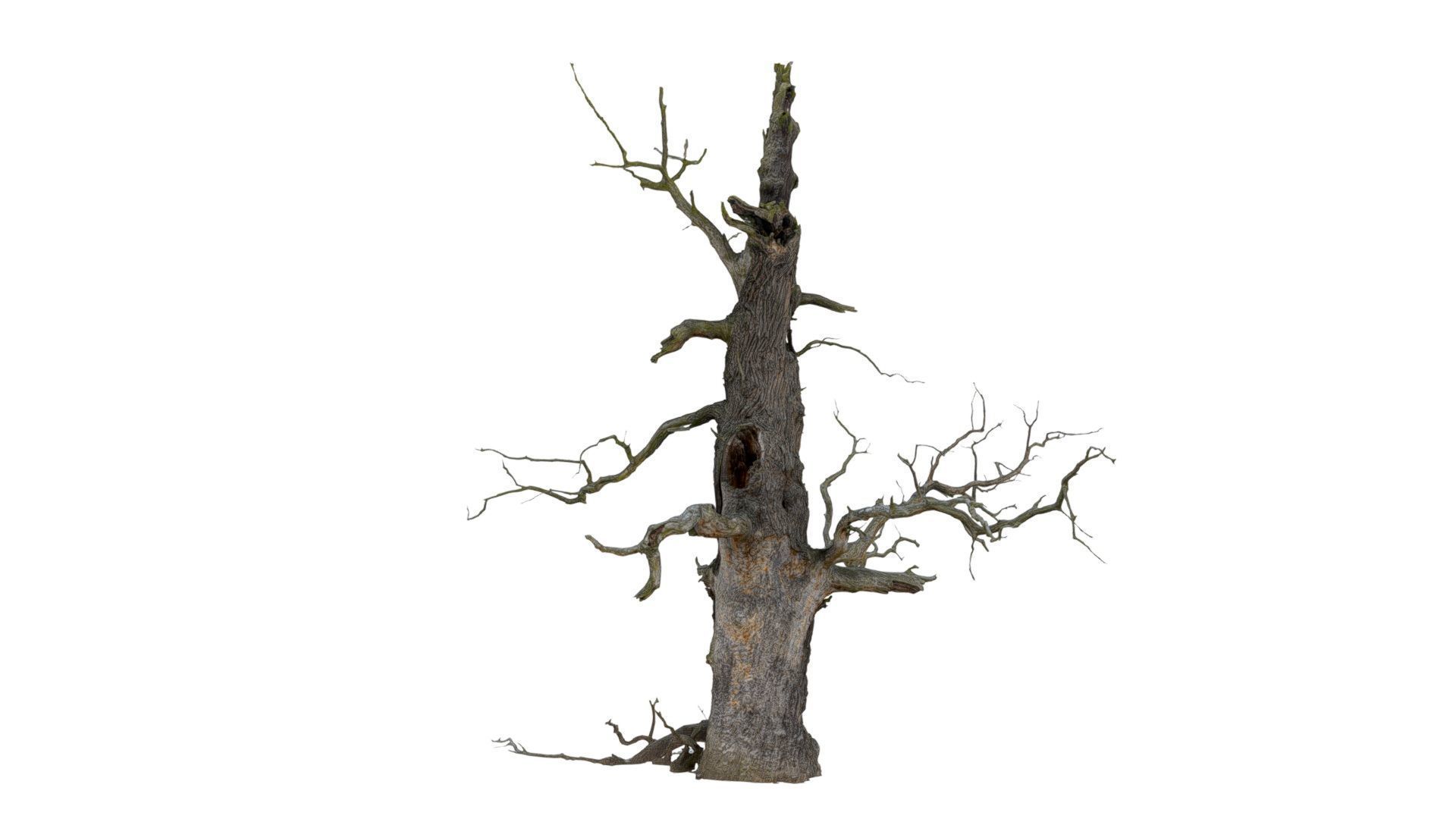 600-year-old dead oak - ENT 06 3D model_1