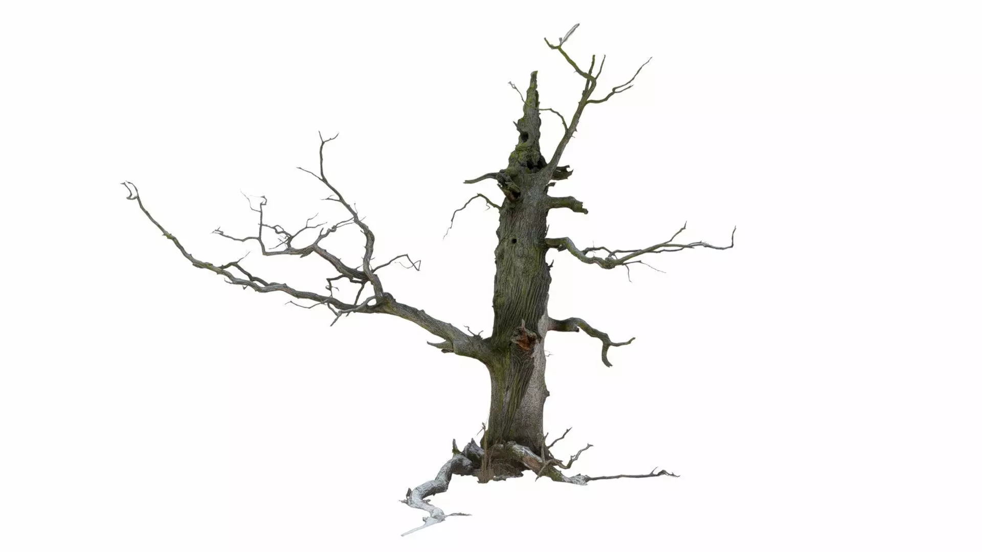 600-year-old dead oak - ENT 06 3D model_0