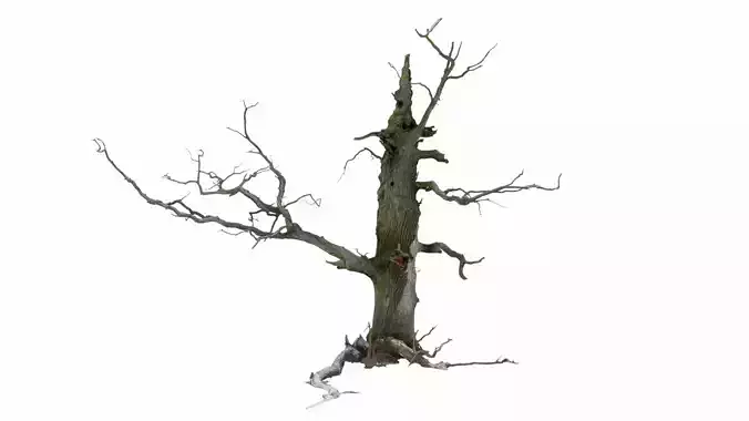 600-year-old dead oak - ENT 06
