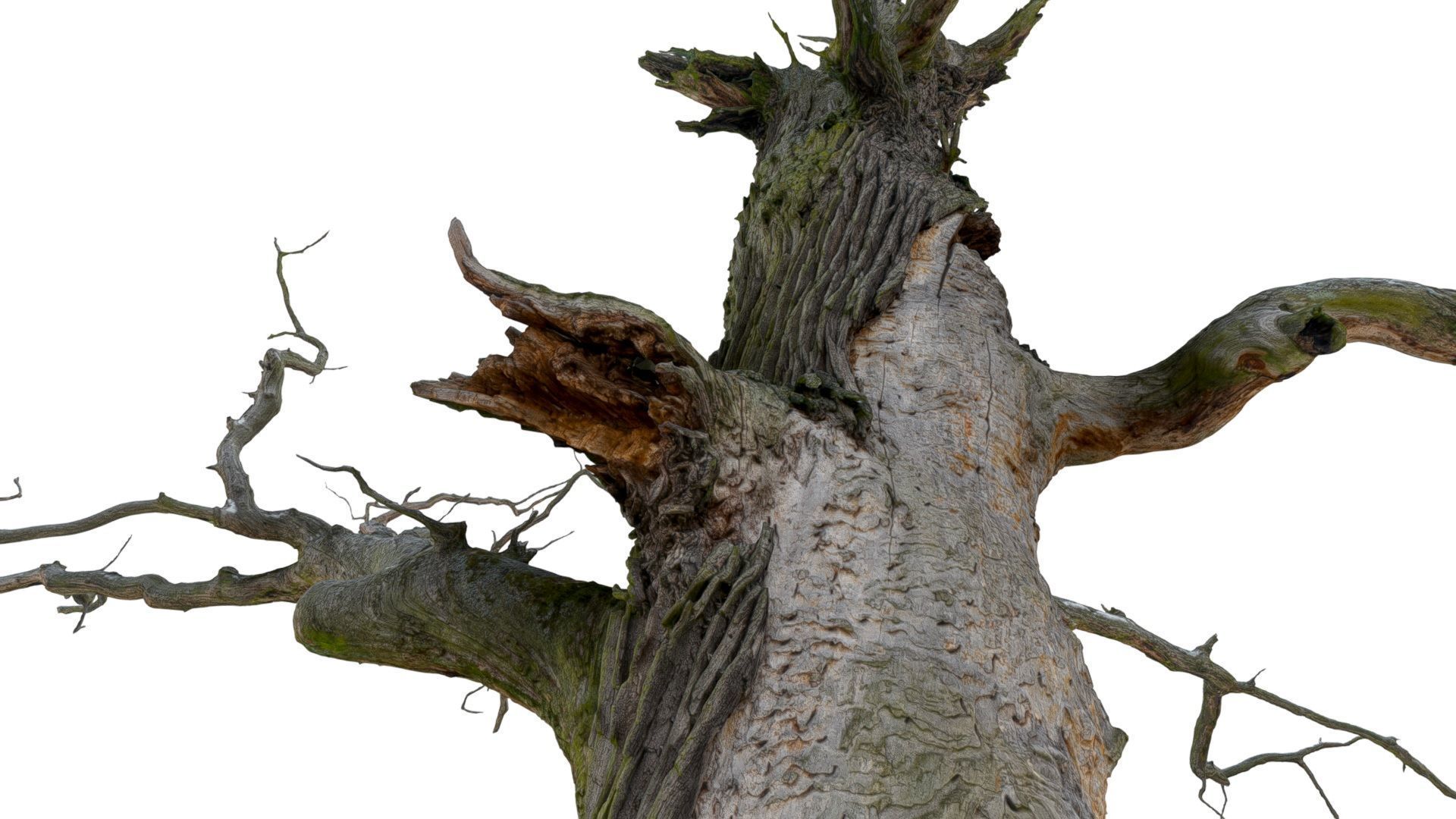 600-year-old dead oak - ENT 06 3D model_2